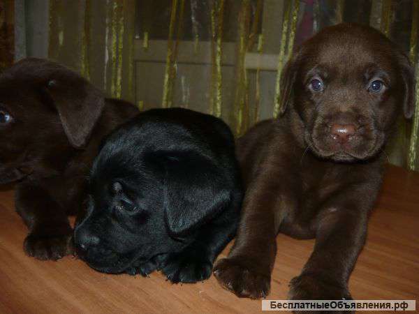 Шикарные лабрадорчики