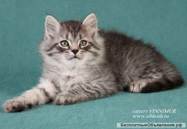 Сибирские котята медвежата