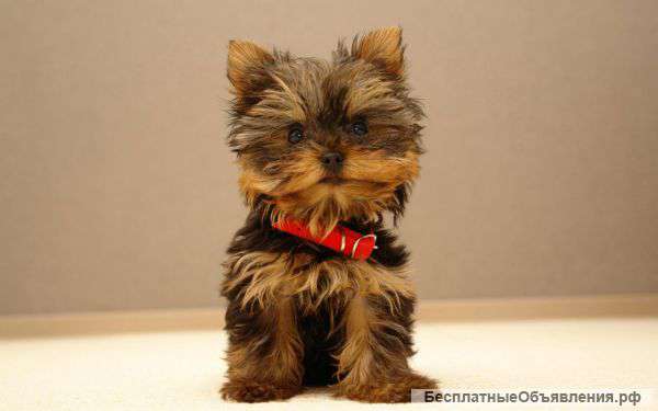 Отдам в добрые руки щенка 2 мес йоркширский терьер