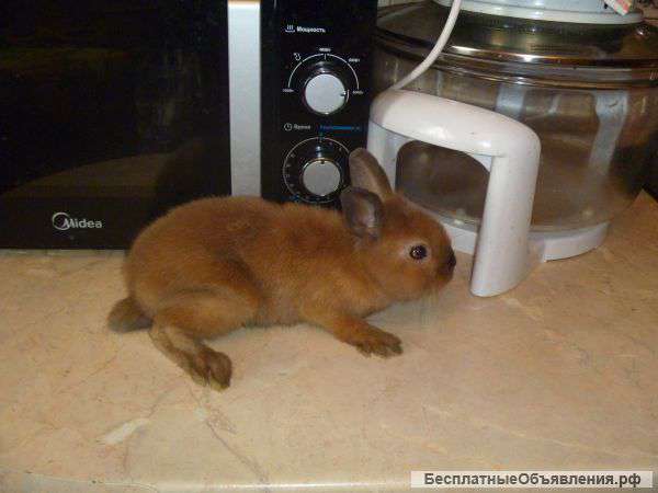 Отдам в добрые руки