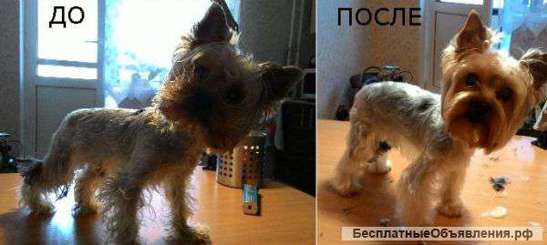 Стрижка собак по демократичным ценам, груминг