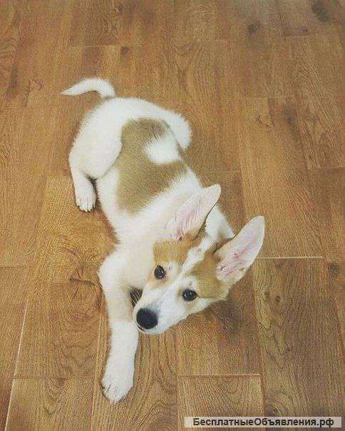 Очень нужен дом доброму.умному Амуру Не проходите мимо