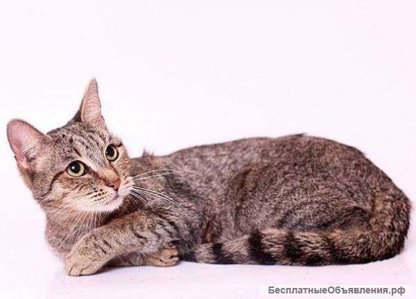 Очень нужен дом ласковой,доброй,умной девочке