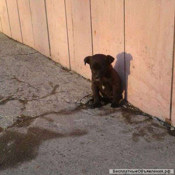 Очень нужен дом Найден малыш,весь трясется Не проходите мимо