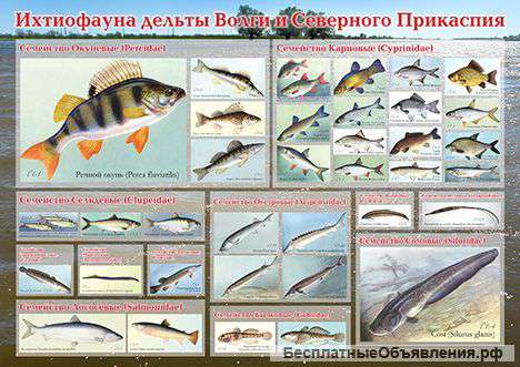 Рыбы Астраханской области.Плакат.Рыбалка.