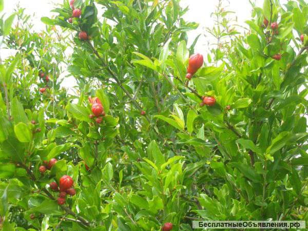 Земельный участок