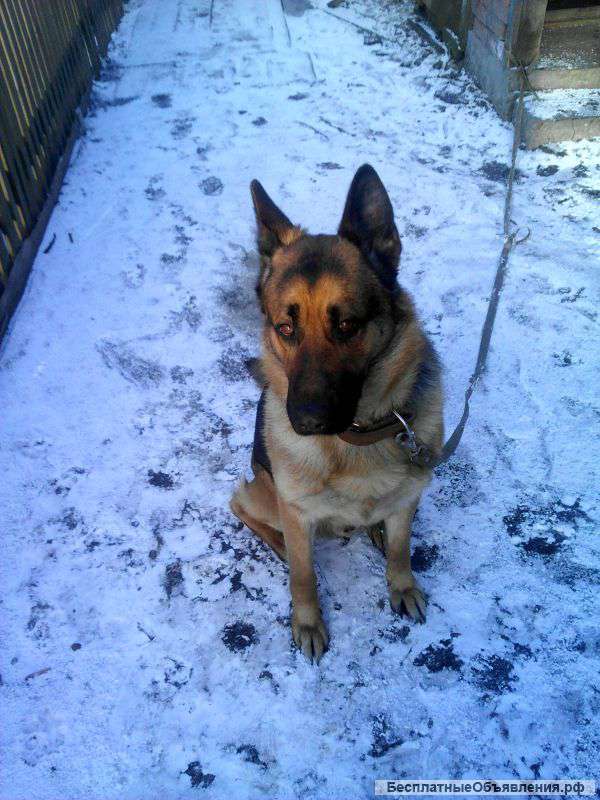 Щенки немецкой овчарки