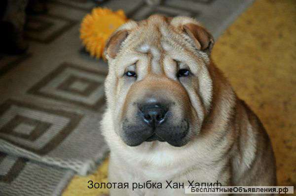 Великолепные щенки шарпея для вас