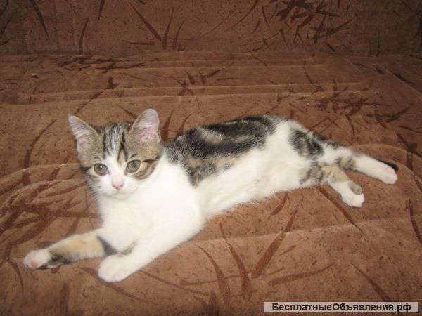 Шотландского котенка