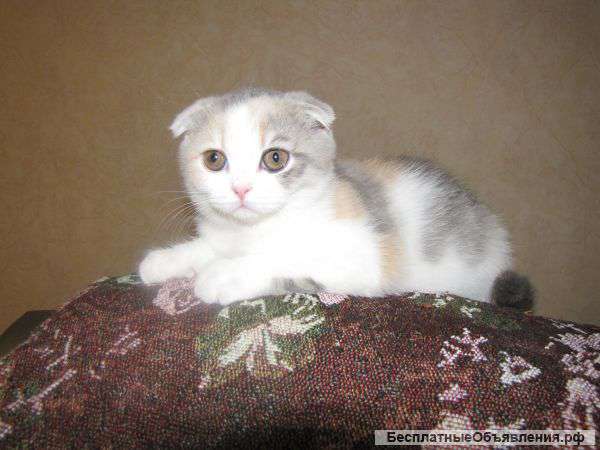 Шотландская кошечка