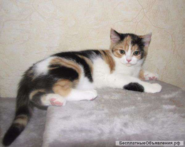 Котенок- девочка шотландка