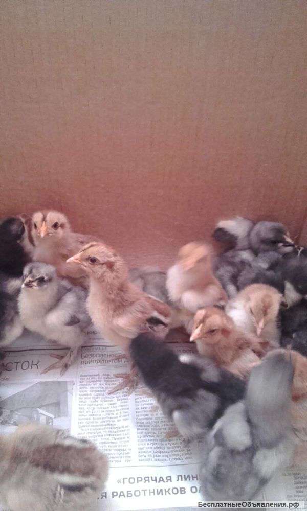 Цыплят