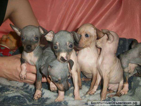 Американский голый терьер