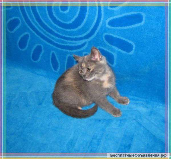 Кошечка ищет новый дом