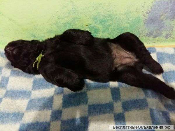 Ризеншнауцера щенки