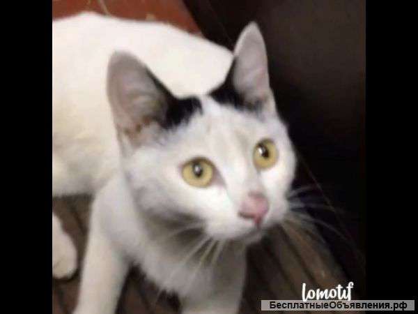 В хорошие руки добрая,ласковая девочка