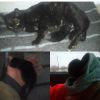 В хорошие руки кошка и котенок или хотя бы котенок