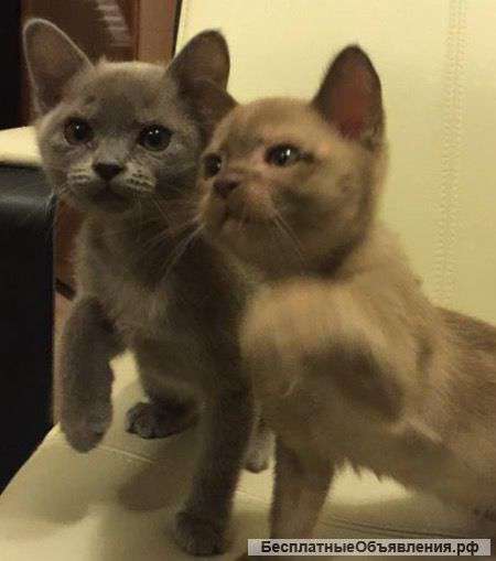 Котят