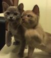 Котят