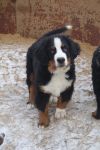 Прекрасные щенки БЕРНСКОГО ЗЕННЕНХУНДА
