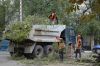 Спил и валка сложных и опасных деревьев