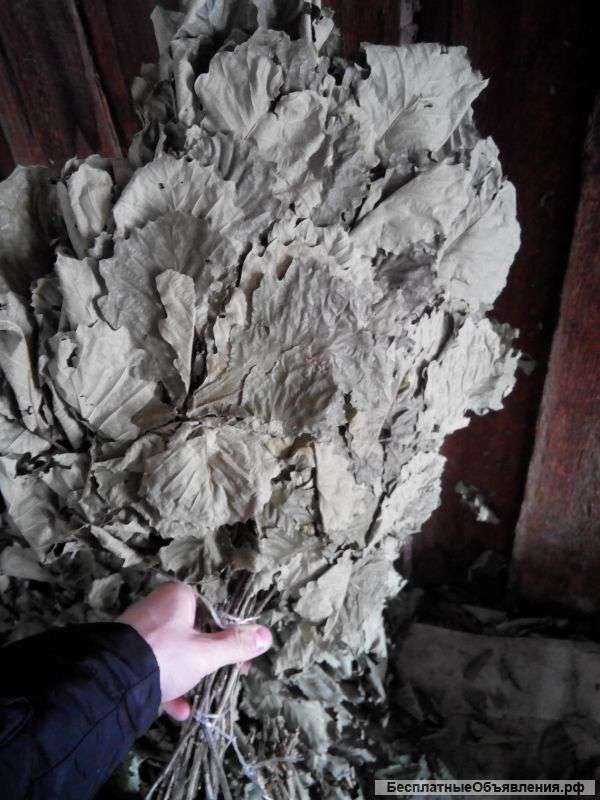 Дубовые веники