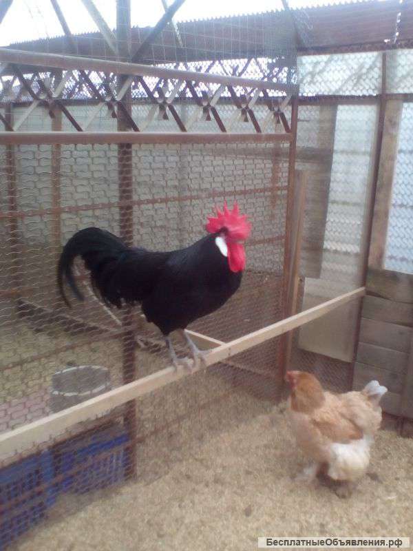 Чёрная минорка