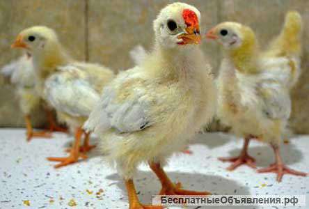 Цыплята первомайской породы