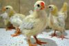 Цыплята первомайской породы