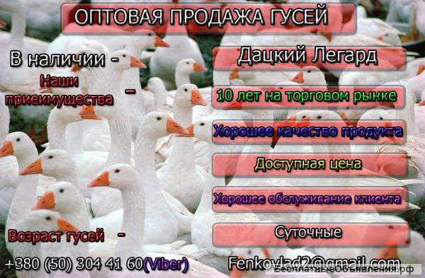 Гусей Оптом