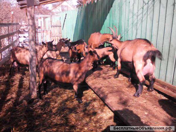 Козлят чешской породы