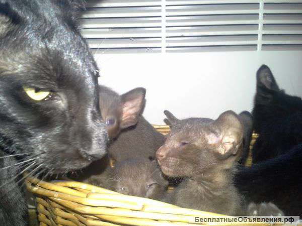 Ориентальные котята