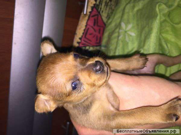 Щеночки Той-Терьера