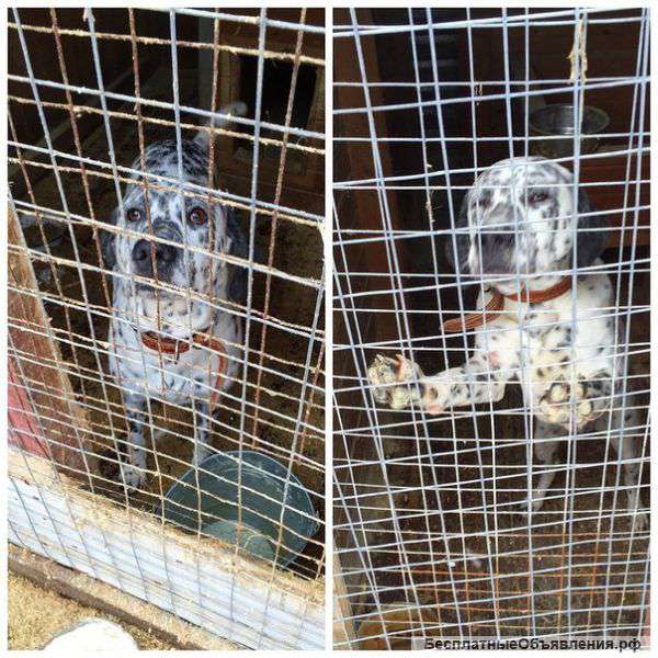 Очень нужен дом хорошему мальчику