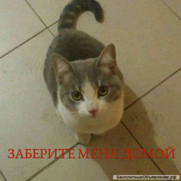 Очень нужен дом доброму и ласковому котику