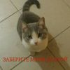 Очень нужен дом доброму и ласковому котику