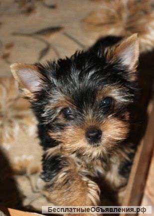 Щенки йоркширского терьера