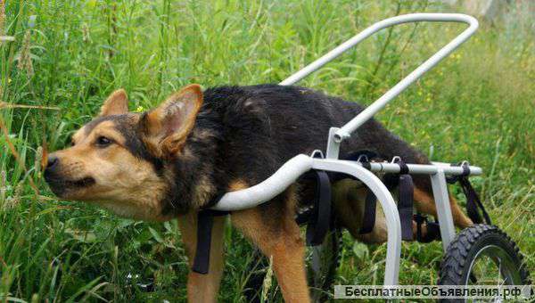 Очень нужны средства на постройку приюта для собака-инвалидов