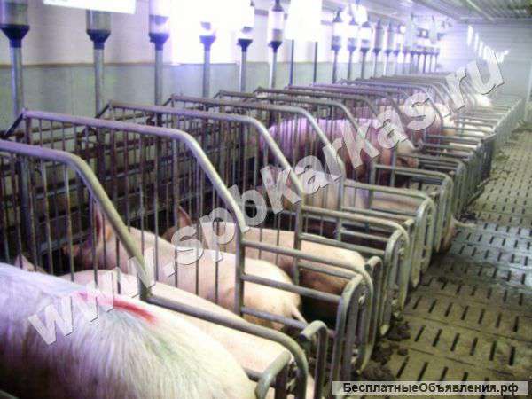 Станок опороса, осеменения, ожидания, хрячник