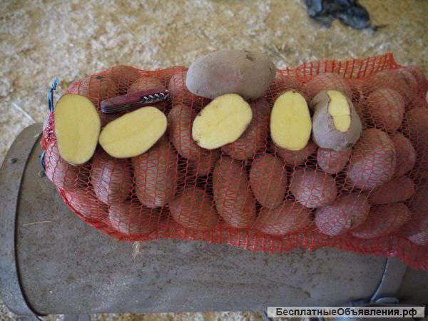 Картофель оптом. Венета. Горячее предложение