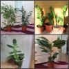 Комнатные растения(много разных)