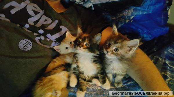 Котята Мейн Кун