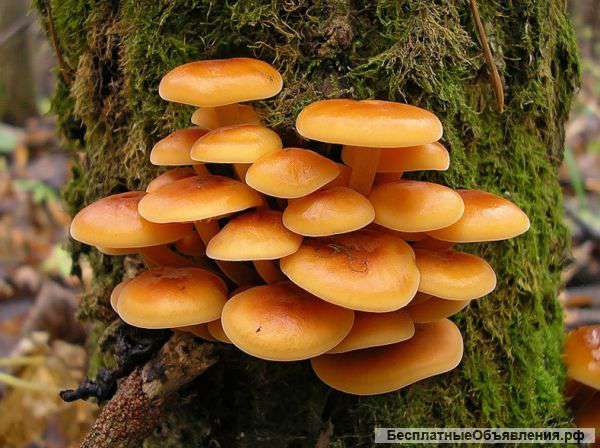 Опята летние дома и на даче