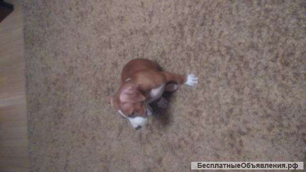 Щенок стаффордширского терьера