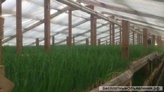 Тепличное хозяйство на земле сельхозназначения