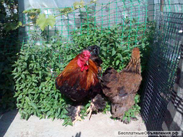Цыплята кур Брама