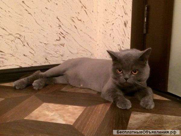 Стрижка собак и кошек