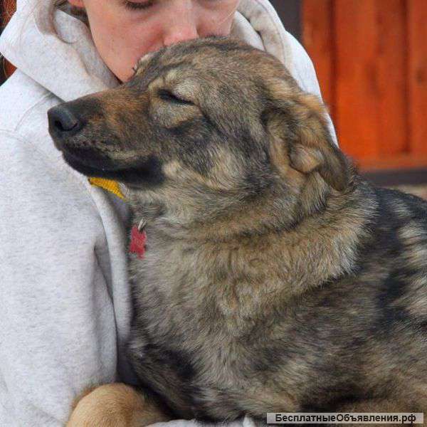 В хорошие руки добрая,ласковая,преданная малышка