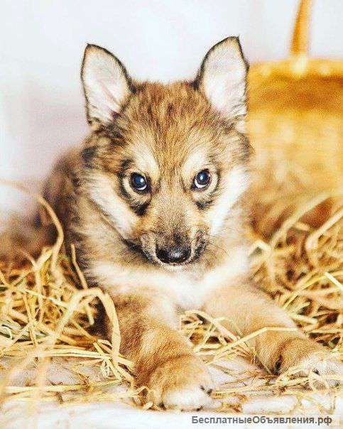 В хорошие руки добрый,ласковый красавчик