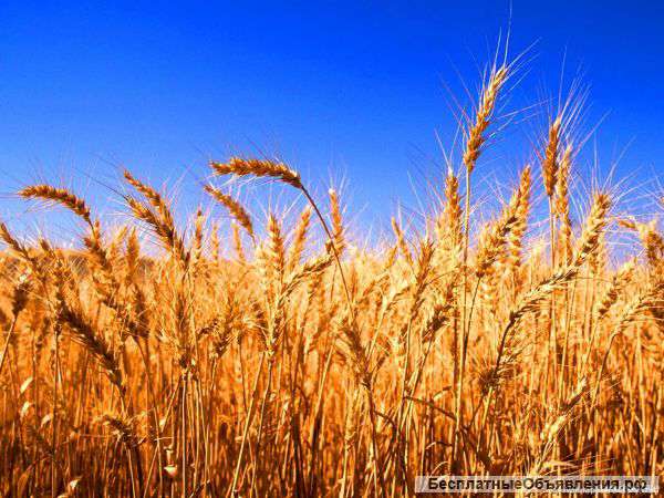 Пшеница оптом от производителя